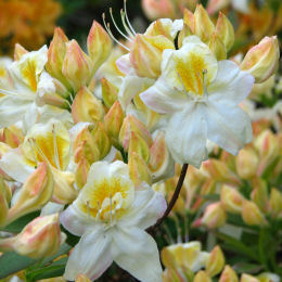 Azalea mollis White